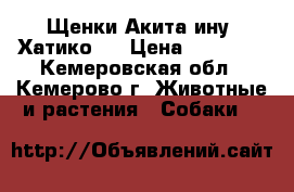 Щенки Акита-ину (Хатико)  › Цена ­ 40 000 - Кемеровская обл., Кемерово г. Животные и растения » Собаки   